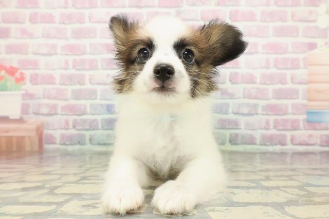 栃木県のパピヨン (Coo&RIKUFKDインターパーク店/2025年12月29日生まれ/男の子/ホワイトブラウン)の子犬の1枚目の画像