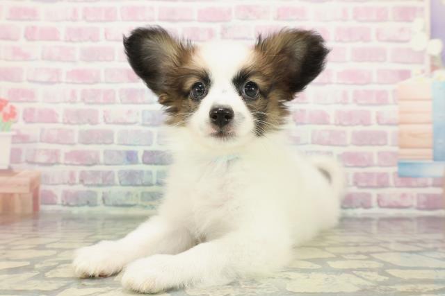 栃木県のパピヨン (Coo&RIKUFKDインターパーク店/2025年12月29日生まれ/男の子/ホワイトブラウン)の子犬の2枚目の画像