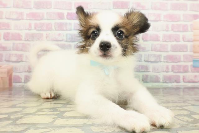 栃木県のパピヨン (Coo&RIKUFKDインターパーク店/2025年12月29日生まれ/男の子/ホワイトブラウン)の子犬の3枚目の画像