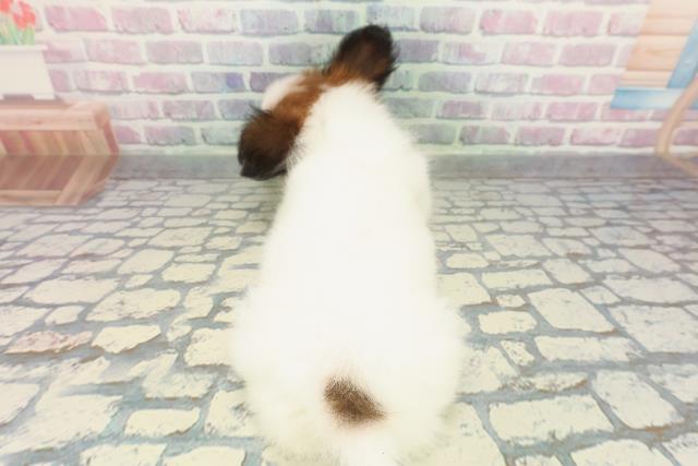栃木県のパピヨン (Coo&RIKUFKDインターパーク店/2025年12月29日生まれ/男の子/ホワイトブラウン)の子犬の4枚目の画像