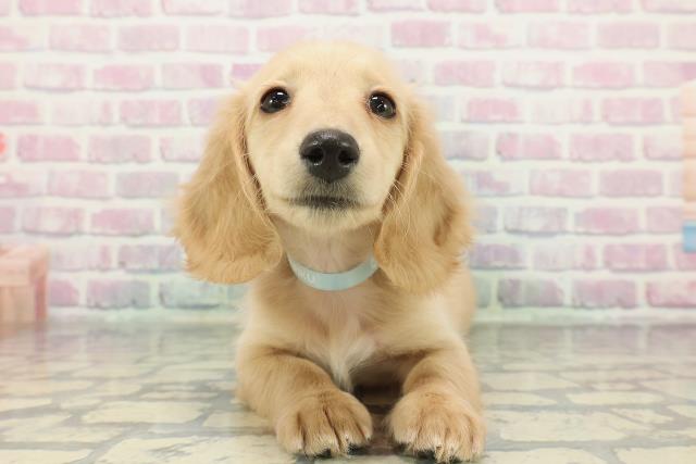 ミニチュア・ダックスフンド