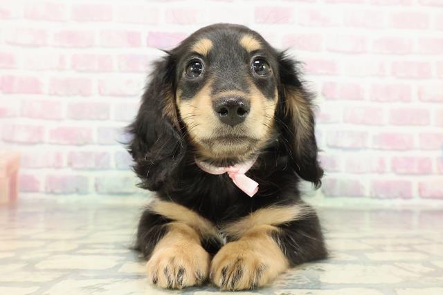 新潟県のミニチュアダックスフンド(ロング) (Coo&RIKUイオンモール新発田店/2025年12月30日生まれ/女の子/ブラックタン)の子犬の1枚目の画像