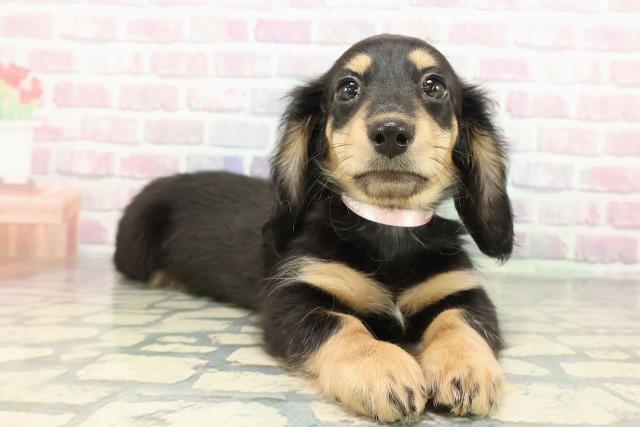 新潟県のミニチュアダックスフンド(ロング) (Coo&RIKUイオンモール新発田店/2025年12月30日生まれ/女の子/ブラックタン)の子犬の3枚目の画像