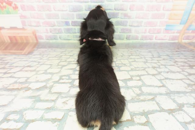 新潟県のミニチュアダックスフンド(ロング) (Coo&RIKUイオンモール新発田店/2025年12月30日生まれ/女の子/ブラックタン)の子犬の4枚目の画像