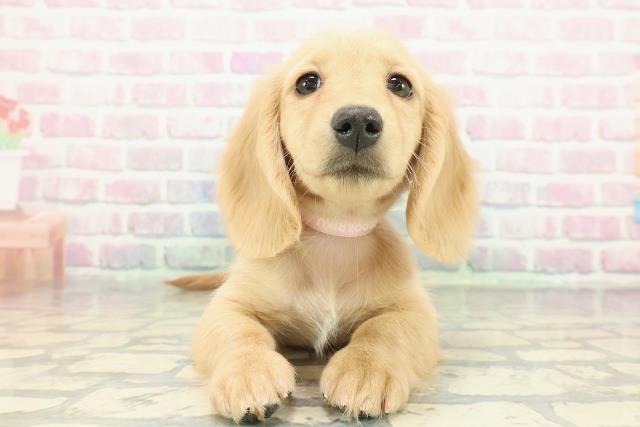 千葉県のミニチュアダックスフンド(ロング) (Coo&RIKUアクロスモール新鎌ケ谷店/2025年12月30日生まれ/女の子/イエロー)の子犬の1枚目の画像