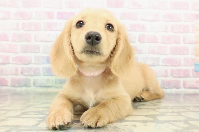 千葉県のミニチュアダックスフンド(ロング) (Coo&RIKUアクロスモール新鎌ケ谷店/2025年12月30日生まれ/女の子/イエロー)の子犬の2枚目の画像