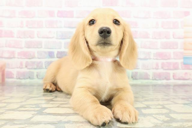 千葉県のミニチュアダックスフンド(ロング) (Coo&RIKUアクロスモール新鎌ケ谷店/2025年12月30日生まれ/女の子/イエロー)の子犬の3枚目の画像