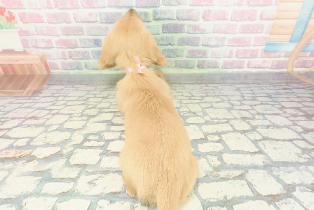 千葉県のミニチュアダックスフンド(ロング) (Coo&RIKUアクロスモール新鎌ケ谷店/2025年12月30日生まれ/女の子/イエロー)の子犬の4枚目の画像