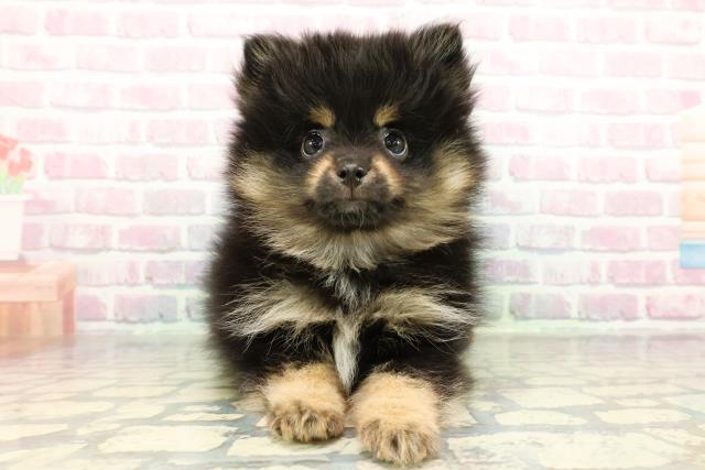 静岡県のポメラニアン (Coo&RIKU静岡SBS通り店/2026年1月1日生まれ/男の子/ブラックタン)の子犬の1枚目の画像
