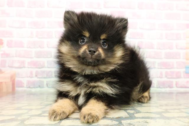 静岡県のポメラニアン (Coo&RIKU静岡SBS通り店/2026年1月1日生まれ/男の子/ブラックタン)の子犬の2枚目の画像