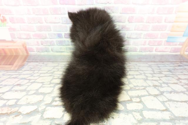 静岡県のポメラニアン (Coo&RIKU静岡SBS通り店/2026年1月1日生まれ/男の子/ブラックタン)の子犬の4枚目の画像