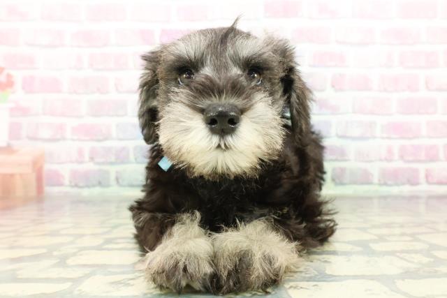 長野県のミニチュアシュナウザー (Coo&RIKU松本店/2026年1月2日生まれ/男の子/ソルトペッパー)の子犬の1枚目の画像