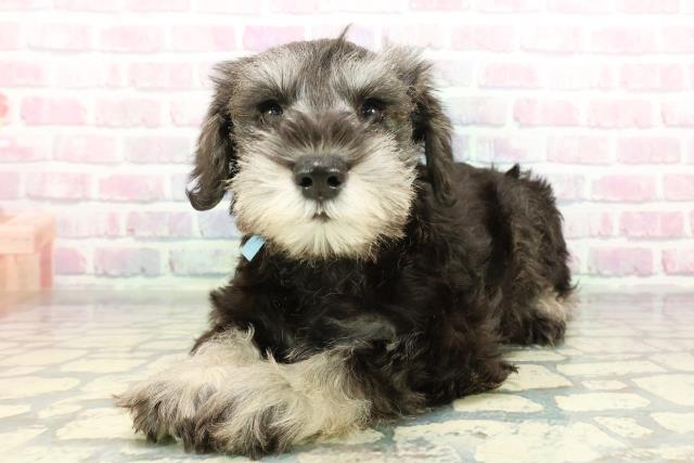 長野県のミニチュアシュナウザー (Coo&RIKU松本店/2026年1月2日生まれ/男の子/ソルトペッパー)の子犬の2枚目の画像