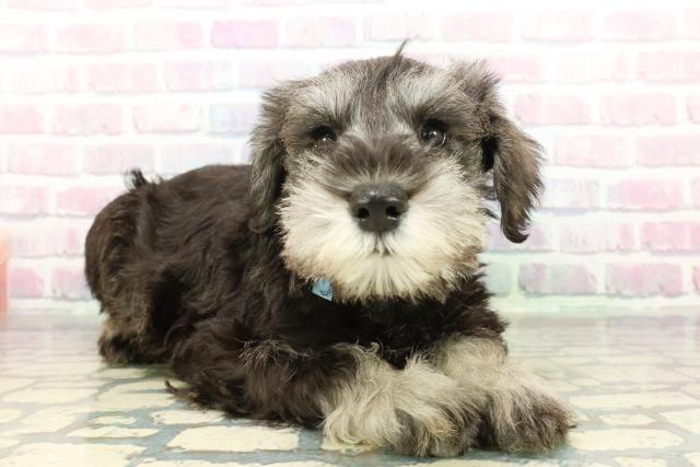 長野県のミニチュアシュナウザー (Coo&RIKU松本店/2026年1月2日生まれ/男の子/ソルトペッパー)の子犬の3枚目の画像