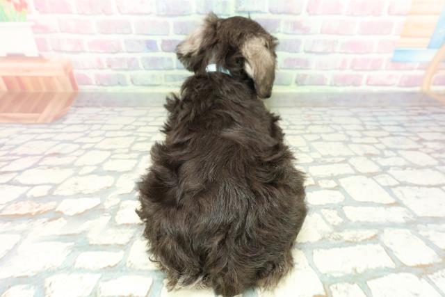 長野県のミニチュアシュナウザー (Coo&RIKU松本店/2026年1月2日生まれ/男の子/ソルトペッパー)の子犬の4枚目の画像