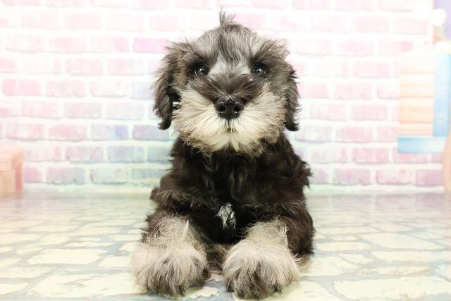 静岡県のミニチュアシュナウザー (Coo&RIKU沼津店/2026年1月2日生まれ/男の子/ソルトペッパー)の子犬の1枚目の画像