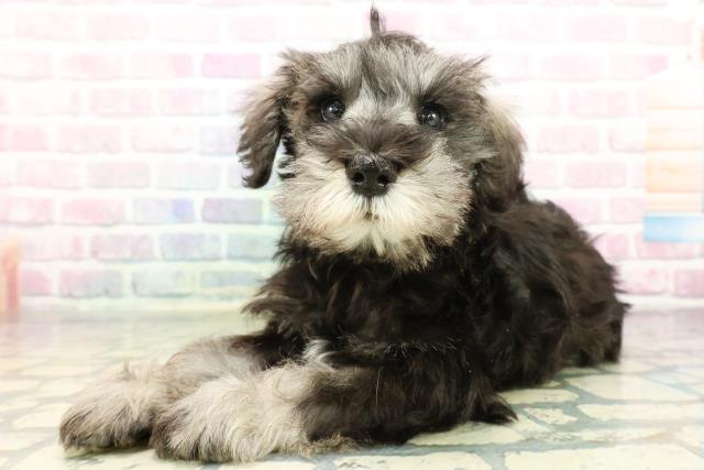 静岡県のミニチュアシュナウザー (Coo&RIKU沼津店/2026年1月2日生まれ/男の子/ソルトペッパー)の子犬の2枚目の画像