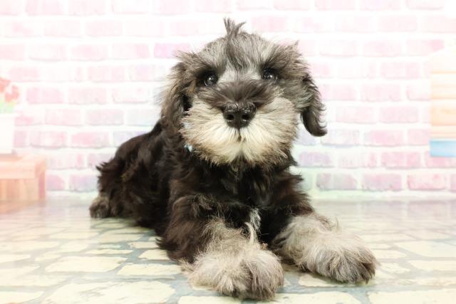 静岡県のミニチュアシュナウザー (Coo&RIKU沼津店/2026年1月2日生まれ/男の子/ソルトペッパー)の子犬の3枚目の画像