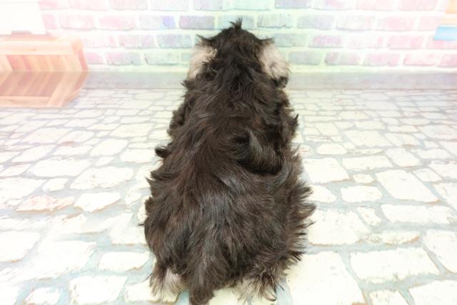 静岡県のミニチュアシュナウザー (Coo&RIKU沼津店/2026年1月2日生まれ/男の子/ソルトペッパー)の子犬の4枚目の画像