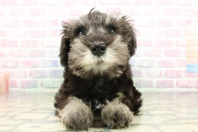 沖縄県のミニチュアシュナウザー (Coo&RIKU沖縄浦添店/2026年1月2日生まれ/男の子/ソルトペッパー)の子犬の1枚目の画像