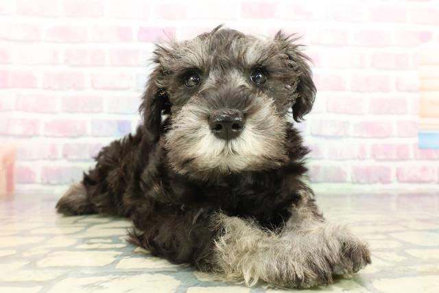 沖縄県のミニチュアシュナウザー (Coo&RIKU沖縄浦添店/2026年1月2日生まれ/男の子/ソルトペッパー)の子犬の3枚目の画像