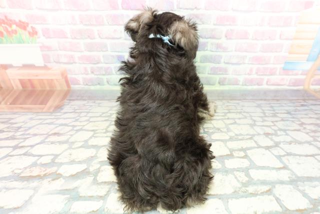 沖縄県のミニチュアシュナウザー (Coo&RIKU沖縄浦添店/2026年1月2日生まれ/男の子/ソルトペッパー)の子犬の4枚目の画像