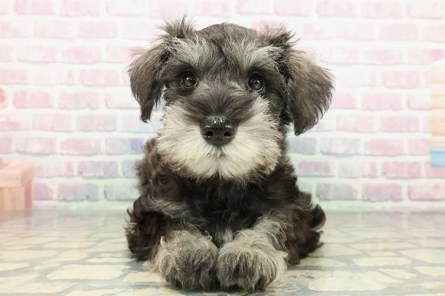 石川県のミニチュアシュナウザー (Coo&RIKUイオン野々市南店/2026年1月2日生まれ/男の子/ソルトペッパー)の子犬の1枚目の画像