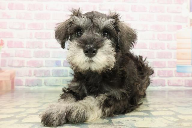 石川県のミニチュアシュナウザー (Coo&RIKUイオン野々市南店/2026年1月2日生まれ/男の子/ソルトペッパー)の子犬の2枚目の画像