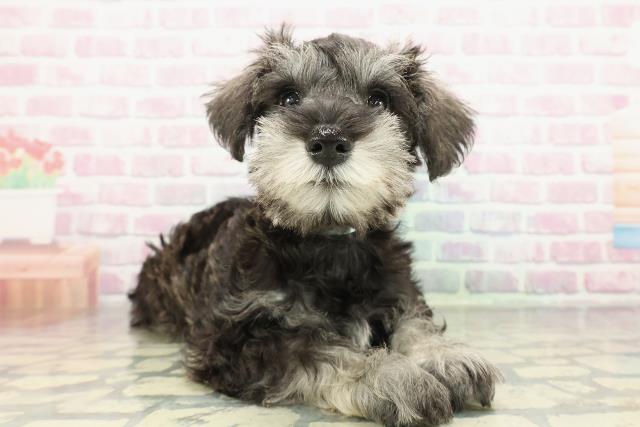 石川県のミニチュアシュナウザー (Coo&RIKUイオン野々市南店/2026年1月2日生まれ/男の子/ソルトペッパー)の子犬の3枚目の画像