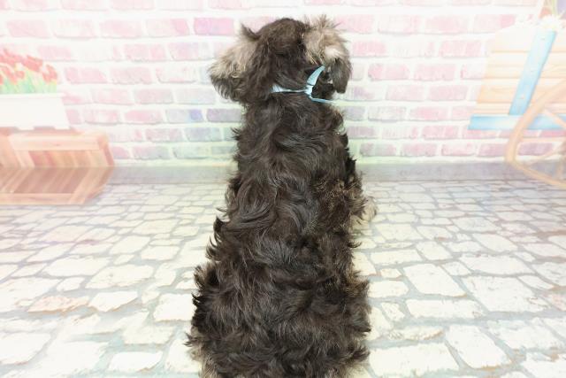 石川県のミニチュアシュナウザー (Coo&RIKUイオン野々市南店/2026年1月2日生まれ/男の子/ソルトペッパー)の子犬の4枚目の画像