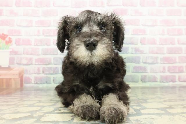 富山県のミニチュアシュナウザー (Coo&RIKU富山店/2026年1月2日生まれ/女の子/ソルトペッパー)の子犬の1枚目の画像