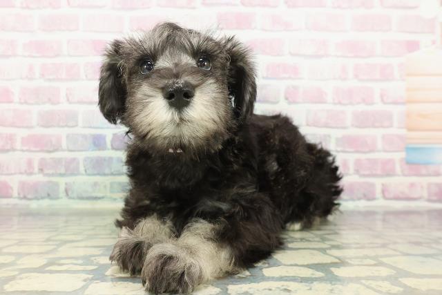 富山県のミニチュアシュナウザー (Coo&RIKU富山店/2026年1月2日生まれ/女の子/ソルトペッパー)の子犬の2枚目の画像