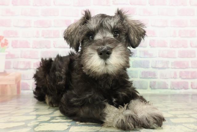 富山県のミニチュアシュナウザー (Coo&RIKU富山店/2026年1月2日生まれ/女の子/ソルトペッパー)の子犬の3枚目の画像