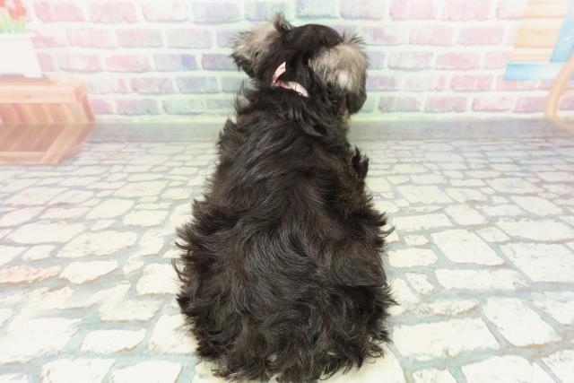 富山県のミニチュアシュナウザー (Coo&RIKU富山店/2026年1月2日生まれ/女の子/ソルトペッパー)の子犬の4枚目の画像