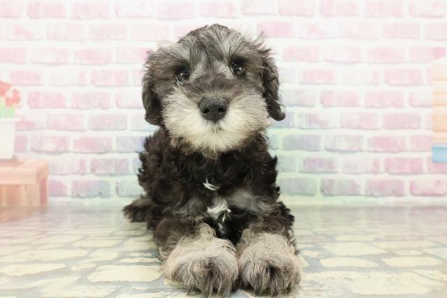 福井県のミニチュアシュナウザー (Coo&RIKU福井店/2026年1月2日生まれ/女の子/ソルトペッパー)の子犬の1枚目の画像
