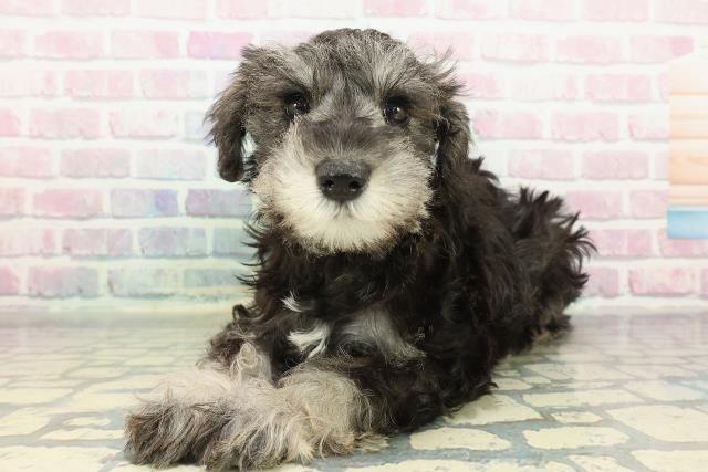 福井県のミニチュアシュナウザー (Coo&RIKU福井店/2026年1月2日生まれ/女の子/ソルトペッパー)の子犬の2枚目の画像