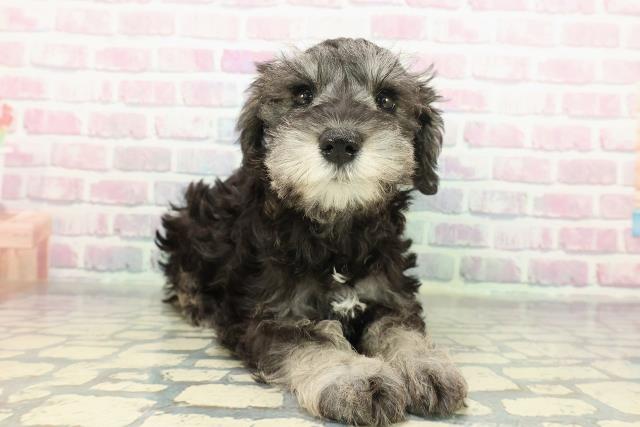 福井県のミニチュアシュナウザー (Coo&RIKU福井店/2026年1月2日生まれ/女の子/ソルトペッパー)の子犬の3枚目の画像