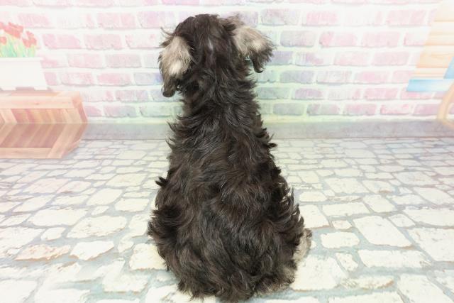 福井県のミニチュアシュナウザー (Coo&RIKU福井店/2026年1月2日生まれ/女の子/ソルトペッパー)の子犬の4枚目の画像