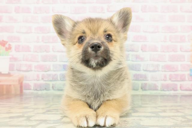 千葉県のポメコーギー(ポメラニアン×コーギー) (Coo&RIKU若葉都賀店/2026年1月4日生まれ/男の子/オレンジ)の子犬