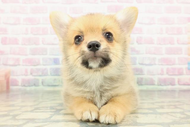 千葉県のポメコーギー(ポメラニアン×コーギー) (Coo&RIKU南柏店/2026年1月4日生まれ/男の子/オレンジ)の子犬