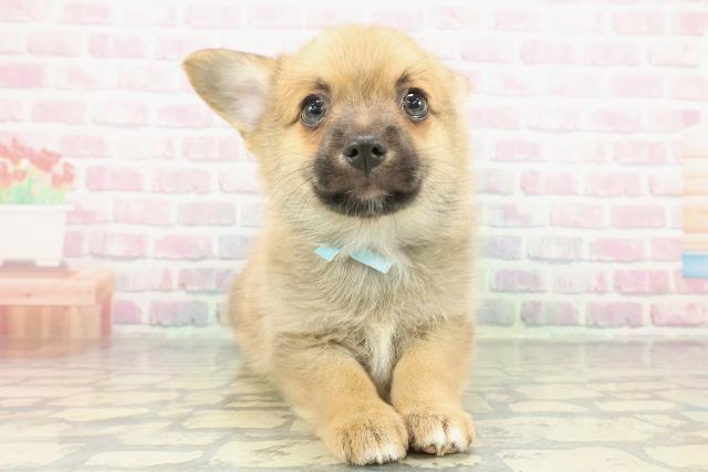 新潟県のポメコーギー(ポメラニアン×コーギー) (Coo&RIKU上越店/2026年1月4日生まれ/男の子/オレンジ)の子犬の1枚目の画像