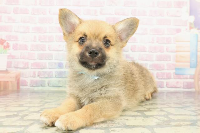 新潟県のポメコーギー(ポメラニアン×コーギー) (Coo&RIKU上越店/2026年1月4日生まれ/男の子/オレンジ)の子犬の2枚目の画像