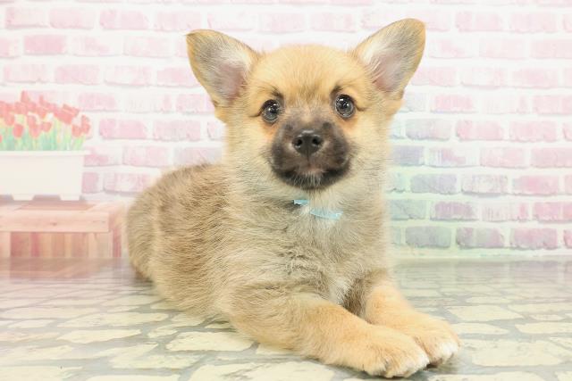 新潟県のポメコーギー(ポメラニアン×コーギー) (Coo&RIKU上越店/2026年1月4日生まれ/男の子/オレンジ)の子犬の3枚目の画像