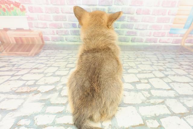 新潟県のポメコーギー(ポメラニアン×コーギー) (Coo&RIKU上越店/2026年1月4日生まれ/男の子/オレンジ)の子犬の4枚目の画像