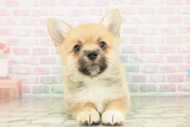 栃木県のポメコーギー(ポメラニアン×コーギー) (Coo&RIKUFKDインターパーク店/2026年1月4日生まれ/女の子/オレンジ)の子犬の1枚目の画像