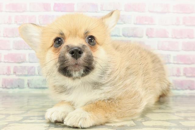 栃木県のポメコーギー(ポメラニアン×コーギー) (Coo&RIKUFKDインターパーク店/2026年1月4日生まれ/女の子/オレンジ)の子犬の2枚目の画像