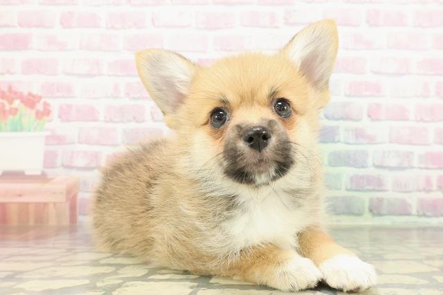 栃木県のポメコーギー(ポメラニアン×コーギー) (Coo&RIKUFKDインターパーク店/2026年1月4日生まれ/女の子/オレンジ)の子犬の3枚目の画像