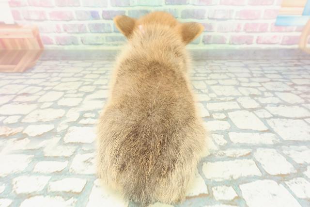 栃木県のポメコーギー(ポメラニアン×コーギー) (Coo&RIKUFKDインターパーク店/2026年1月4日生まれ/女の子/オレンジ)の子犬の4枚目の画像