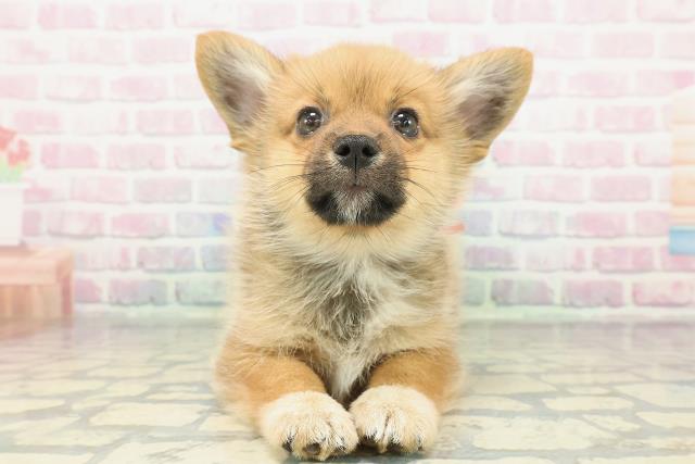 栃木県のポメコーギー(ポメラニアン×コーギー) (Coo&RIKU足利店/2026年1月4日生まれ/女の子/オレンジ)の子犬の1枚目の画像