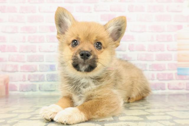 栃木県のポメコーギー(ポメラニアン×コーギー) (Coo&RIKU足利店/2026年1月4日生まれ/女の子/オレンジ)の子犬の2枚目の画像